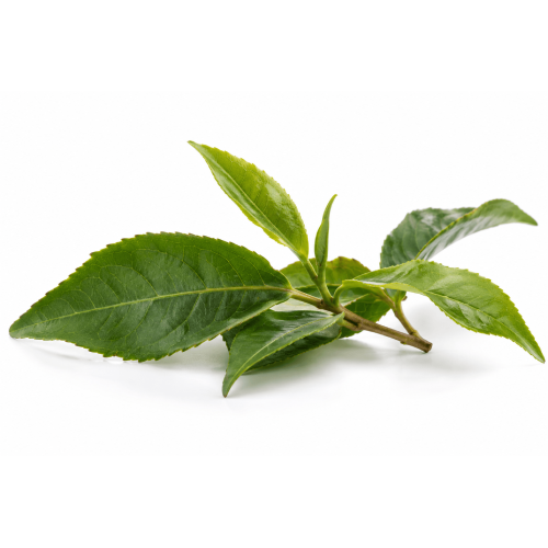 L-teanin 